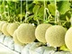 TPHCM: Ứng dụng AI quản lý bệnh hại dưa lưới trong nhà màng